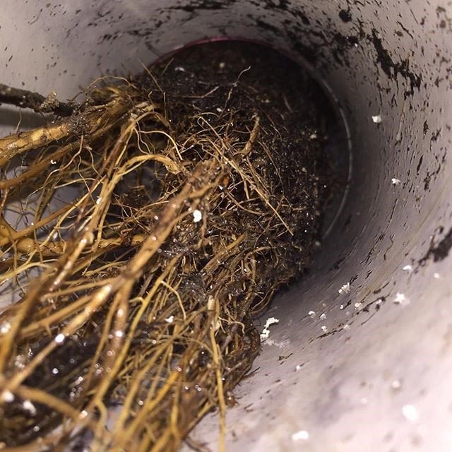 Damaged Drains